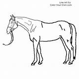 Thoroughbred Mare Coloring Pages Color Hand Horse Line Index Kids Own sketch template