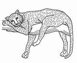 Animales Cheetah Leopard Colorier Leopardo Coloriages Paginas Printablefreecoloring sketch template