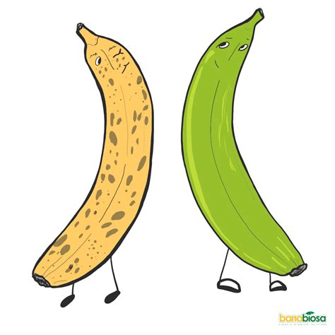 el calendario de enfunde del banano banabio sa