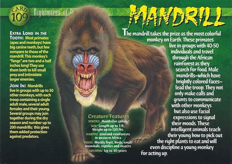 mandrill weird  wild creatures wiki fandom powered  wikia