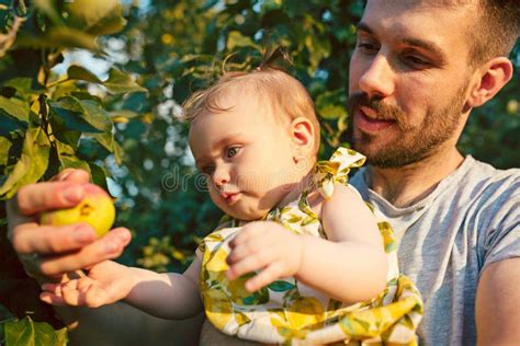 happy young family  picking apples   garden outdoors stock image image  fall