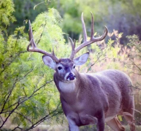 South Texas Golden Triangle South Texas Deer Hunting