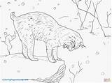 Lynx Coloring Pages Getcolorings sketch template