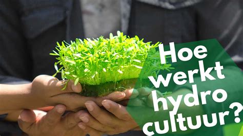 hydrocultuur tuin tips benodigdheden om jouw eigen hydrocultuur systeem te maken