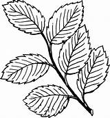 Mint Leaves Clip Leaf Large Clker Coloring Pages Vector Plant sketch template