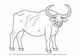 Buffalo Water Draw Coloring Drawing Outline Animals Step Pages Farm Learn Comments Printable Books Coloringhome sketch template