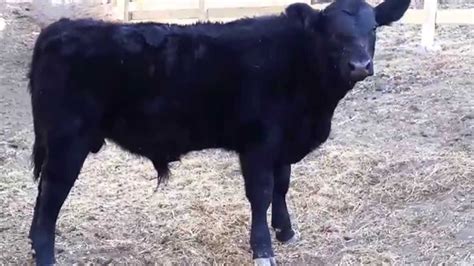 registered angus bull calf youtube