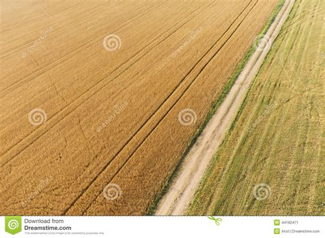 areal view  corn field stock image image  flying