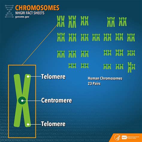 Difference Between Autosomes And Chromosomes Compare The Difference