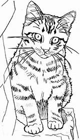 Kitten Realistic Kittens 101coloring sketch template