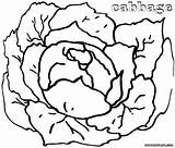 Cabbage Coloring Pages Colorings sketch template