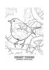Vermont State Coloring Bird Symbols Printable sketch template