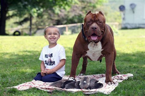 World’s Largest Pitbull “hulk” Has 8 Puppies Worth Up To Half A Million