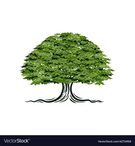oak tree logo royalty  vector image vectorstock