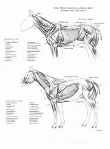 Gore Horsemanship Muscles Anatomie Anatomical Pferde Muskulatur Anatomia Veterinaria Skeleton Pferd sketch template