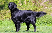 Bilderesultat for Flat Coated Retriever. Størrelse: 167 x 106. Kilde: www.wagpets.com