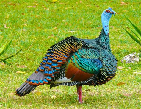 Ocellated Turkey Facts Range Habitat Diet Calls Pictures