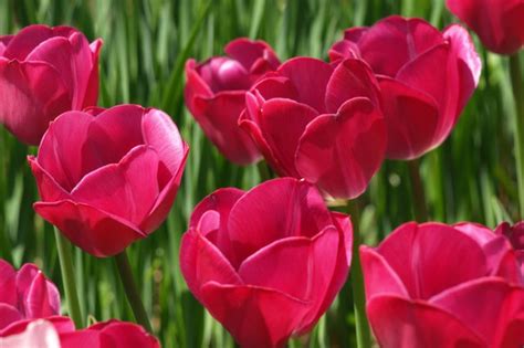 photo entry tulips