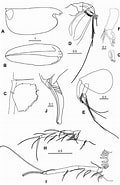 Afbeeldingsresultaten voor "bathyconchoecia Darcy Thompson I". Grootte: 120 x 185. Bron: zenodo.org