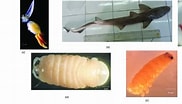 Afbeeldingsresultaten voor "mustelus Punctulatus". Grootte: 182 x 104. Bron: www.researchgate.net