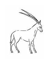 Oryx Coloring Arabian Realistic sketch template