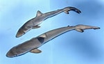 Afbeeldingsresultaten voor Carcharhiniformes. Grootte: 150 x 92. Bron: www.flickr.com