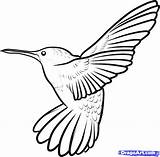 Hummingbird Outline Clipart Drawing Cartoon Simple Hummingbirds Sketch Coloring Birds Bird Clip Drawings Draw Pages Outlines Clipground Getdrawings Step Long sketch template