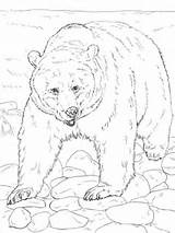 Coloring Realistic Grizzly Bear Pages Categories Printable Bears sketch template