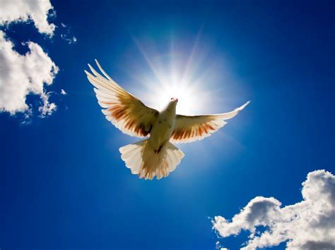 signs  allah  birds islam prophet muhammad peace