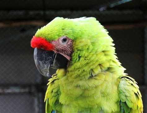 great green macaw green macaw macaw parakeet
