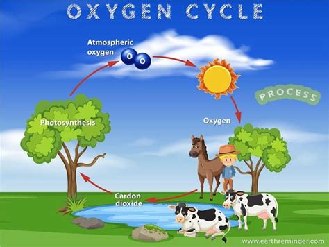 oxygen cycle process  importance earth reminder