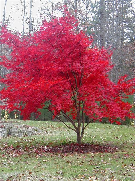 japanese red maples bring color  fall local news timesenterprisecom