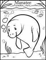 Manatee Coloring Pages Printable Kids Florida Drawing Coloringpage Deviantart Drawings Line Manatees Sheets Activities Getcolorings Pag Color Quilts Yahoo Preschool sketch template