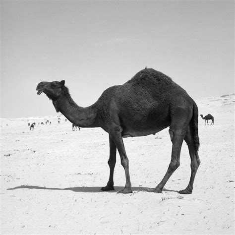 black camel in qatar photograph by paul cowan