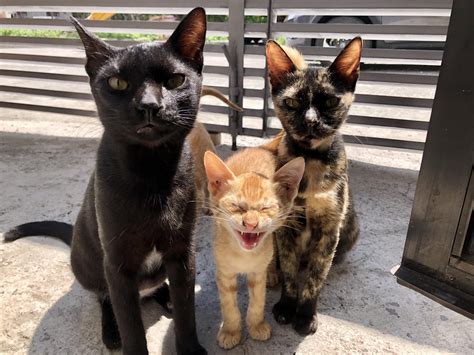 family picture cats
