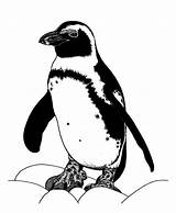 Penguin Loren Dowding Pinguin sketch template