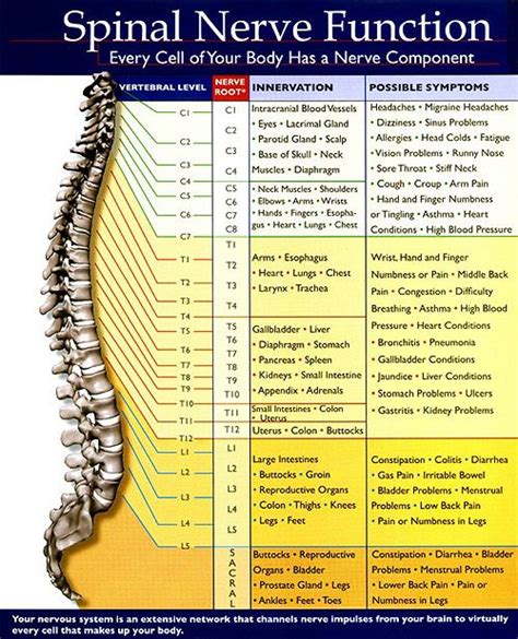 Pinched Nerve In Lower Spine In Back Spinal Nerve