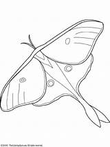 Moth Luna Drawing Coloring Book Pages Wings Clipart Butterfly Lunar Sketch Winter Moths Printable Colouring Print Glass Mushroom Stained Clipground sketch template