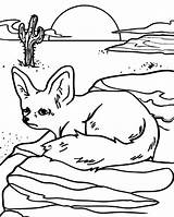 Desert Coloring Pages Fox Kids Animal sketch template