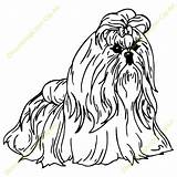 Tzu Shih Coloring Pages Dog Google Drawing Color Lhasa Search Apso Getdrawings Getcolorings sketch template