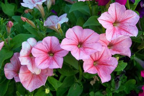 flower homes petunia flowers