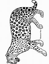 Leopard Panter Panthere Kleurplaten Panther Léopard Coloriages Kleurplaat Hugolescargot Sauvages Ouverte Gueule Animaatjes Zoeken sketch template