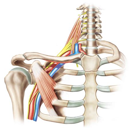brachial plexus anatomy function  treatment