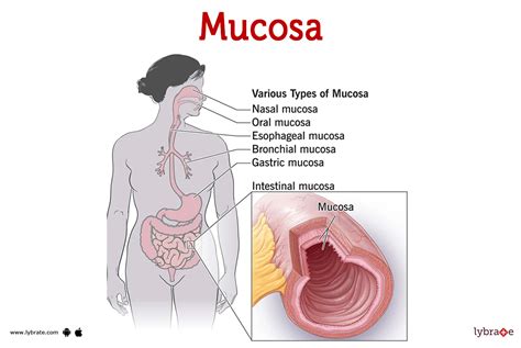 mucosa human anatomy image functions diseases  treatments