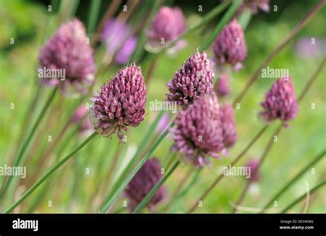 headed leek  bristol onion allium sphaerocephalon    avon gorge bristol