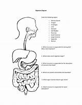 Coloring Digestive System Color Organs Salivary Kids Pages Worksheet Anatomy Sheet Printable Diagram Human Print Glands Digestion Esophagus Popular Responsible sketch template