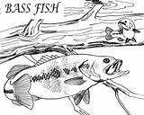 Bass Coloring Pages Largemouth Jumping Getcolorings Fish sketch template