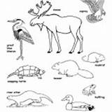 Animals Habitats Biomes Wetland Coloring Category Prairie sketch template