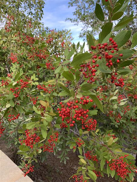 large bush   red berries growing   hillside   house  coastal