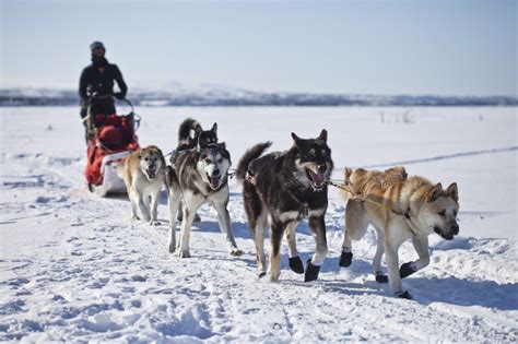 alaska sled dogs pull  weight  denali national park